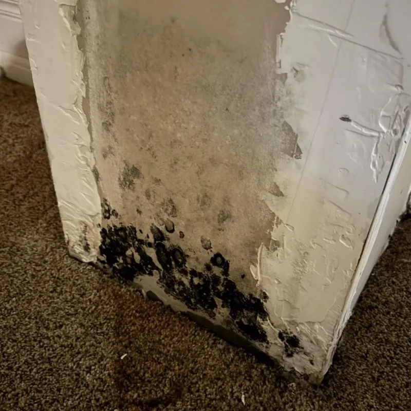 Professional Mold Removal in Renville County, ND